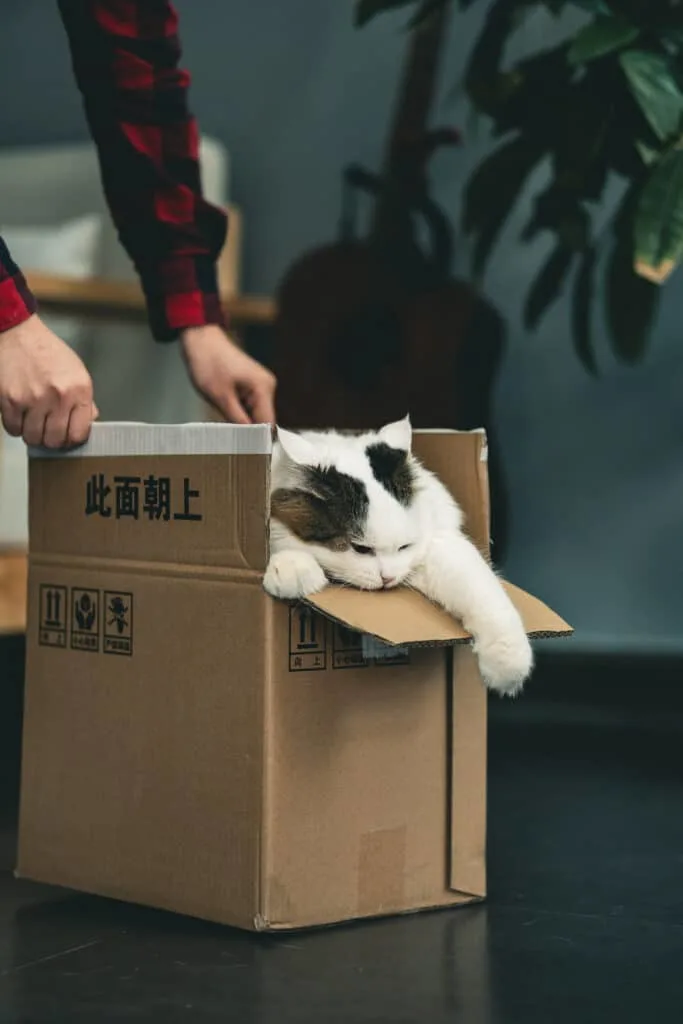 a girl with moving boxes and a cat